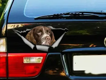 2021 Springer Spanielis, automobilio lipdukas, šuo automobilio lipdukas, spanielis, automobilių lipdukas